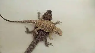 Ванные процедуры Бородатых Агам