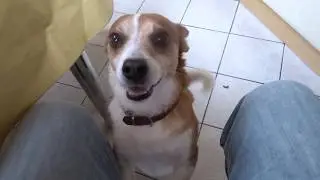 Rocky in action