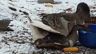 #Еденскиегуси