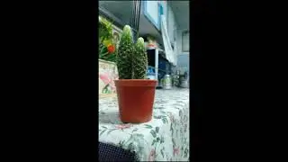 Cactus 