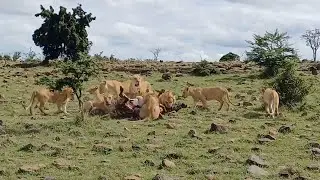 Pride kicked by a zebra as it takes its last breath