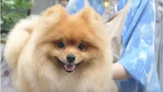 He has a peach butt.🍑 /Pomeranian cute round pet grooming full scissoring