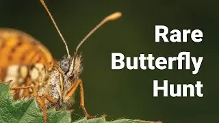 Rare Heath Fritillary Butterfly Up Close