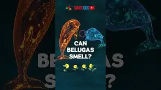 🐬 Can belugas smell?