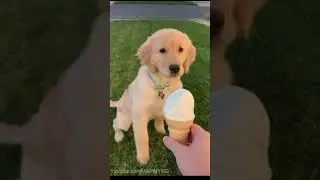 Funny Dog 28 #shorts