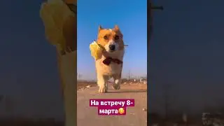 Жених бежит к 8 марта! #dog #dogs #dogshorts #животные