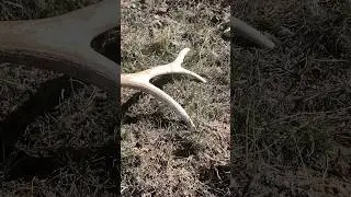 Picking up bone 6 point elk #deerhunting #hunting #hunter #bushcraft #shedlife #elk