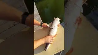 Щука на 3.5 кг
