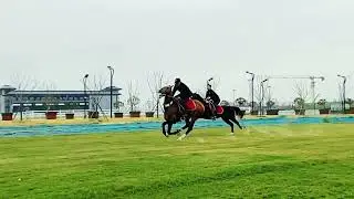 381  Beautiful horse   Smart horse
