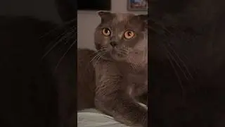 🤔ИНТЕРЕСНО, ОНА МЫЛА РУКИ? #кошки #cat #вислоухие