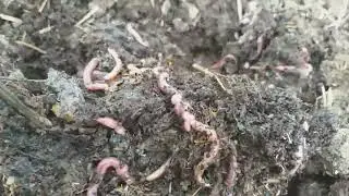 SIRDARYO OQOLTIN TUMANIDA BIOGOMUS BIZNESI
