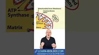 Mitochondrial Oxidative Phosphorylation ATP Synthesis in 38 Seconds 