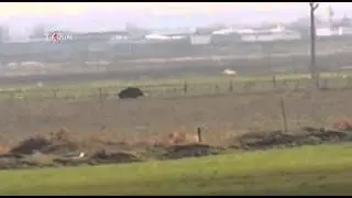 Yaban domuzları halkı tedirgin ediyor \ 30 12 2013 \ MARDİN