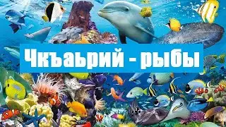 Чкъаьрий - рыбы.  Бовза беза Наьна мотт.  Наьна мотт - Даьла совгIат, халкъа са.