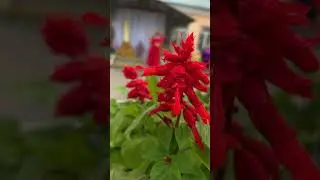Концерт Белопесоцкого ДК. АНЖЕЛИКА НОВИКОВА. 