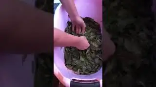 Иван -Чай , старинный  и очень простой рецепт заготовки, ферментации, сушки, как делали в деревнях .
