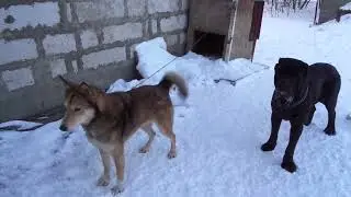 Ева хочет домой , заподно сибирская лайка #mastino #labrador#лайка