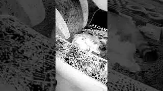 Самое кусачее видит и милое