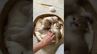 Funny animals to laugh at Lustige Tiere zum lachen 🙉🙉🙉🙉🙉🙉