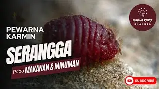 JANGAN KAGET! Pewarna Karmin Serangga Pada Makanan dan Minuman | Gudang Fakta #unikmenarik