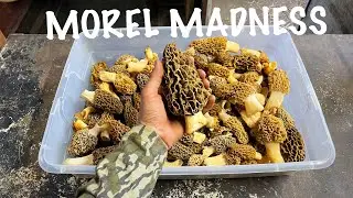 Morel Madness 2024 (10.4lb HAUL)