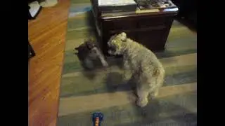 Fam Nico Pup & Joey 130901 #2556