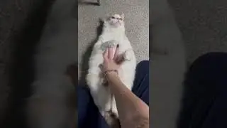 Игры с котиками