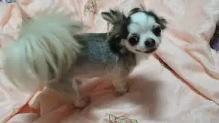 애교인가요 재롱인가요 아님 괴롭히는건가요~^^