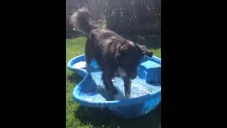 Border collie boxer