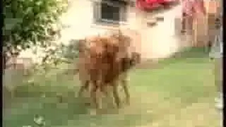 Watch the Mental Dog!
