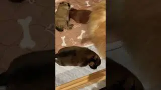 Щеночки шпица
