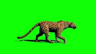 Lion green screen tiger green screen cheetah !!!