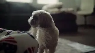 Our little dog, Bella!