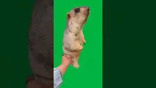 A Marmot Doesn't Like Getting Touched Green Screen #shorts
