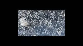 "Coludito copetón".  #birds #avesdeargentina #shorts