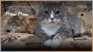Cat symphony tonight: Meow Meow