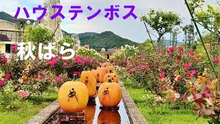 秋バラ （ハウステンボス）♪ もうひとりの俺