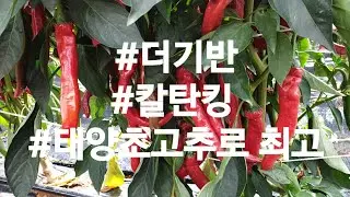 내돈내산 고추품종  더기반 칼탄킹 태양초고추로 최고
