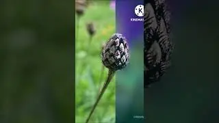 The Thistlebud