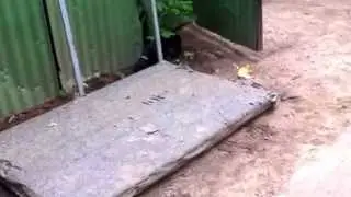 Крысушка, выходи!