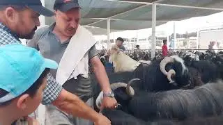 Serik Çandır hayvan pazarı 15.06.2024