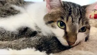 やっと好きな人にかまってもらってご機嫌な猫