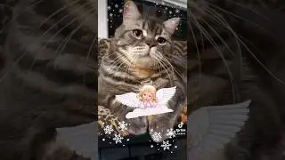 # #cat #кот #пожелания #новыйгод
