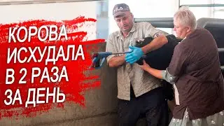 Корова плохо ест. Инородное тело.