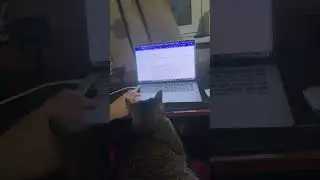 Cat & notebook study