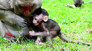 Pity Newborn Polly very hungry , why mom Popeye not give ?milk to newborn