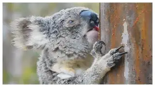 Thirsty Koala Caught on Camera Licking Trees