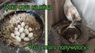 Гусыня села на яйца. Что с этого получилось?