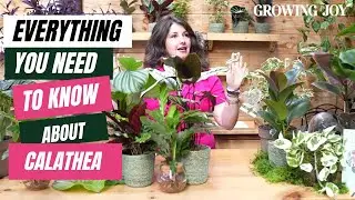 The Ultimate Calathea Care Guide // Calathea 101 // Rattlesnake plant, prayer plant