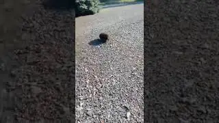 Боєць ЗСУ та їжачок